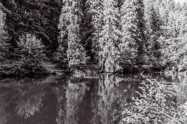 Ormandaki bir nehrin siyah beyaz fotoğrafı