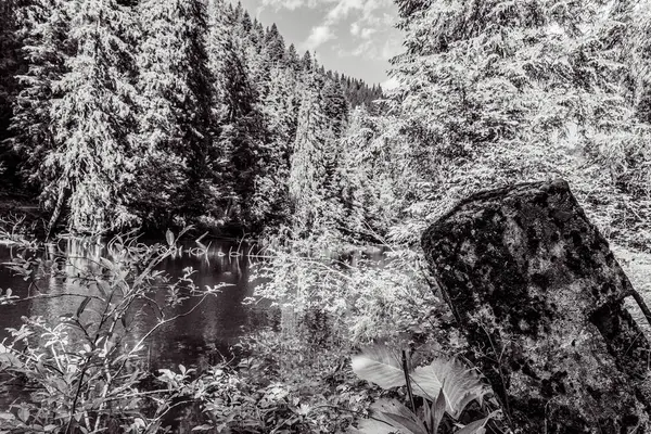 Ağaçlı güzel bir manzaranın siyah beyaz fotoğrafı