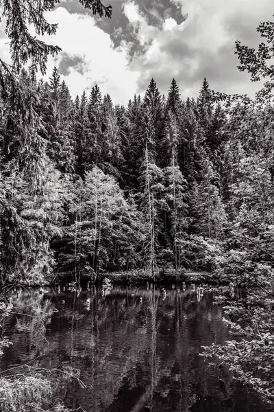 Ağaçlı güzel bir ormanın dikey görüntüsü.