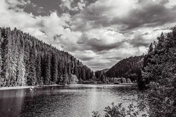 Arkasında orman olan bir nehrin siyah ve beyaz görüntüsü.