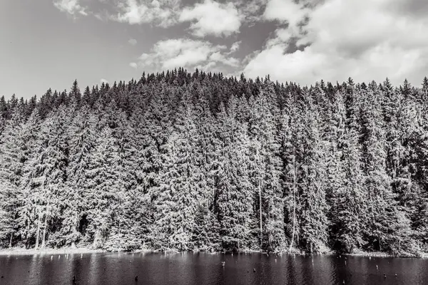 Kar ve ağaçlarla dolu güzel kış manzarası