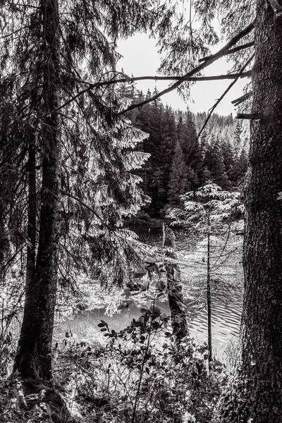 Arka planda siyah ağaçlar olan güzel şelale.
