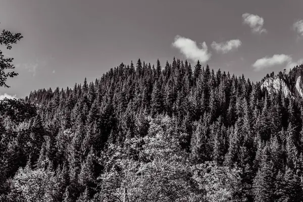 yeşil yapraklı ağaçların siyah beyaz görüntüsü