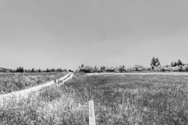 Alman baltrum Adası