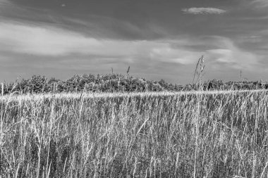 Kuzey Denizi 'ndeki Norderney Adası