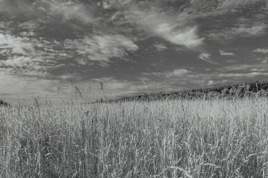 Güzel manzaranın siyah beyaz fotoğrafı.