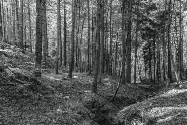 Arka planda ağaçlar olan ormanın güzel bir görüntüsü.