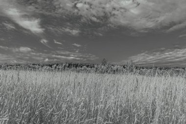 siyah ve beyaz manzara