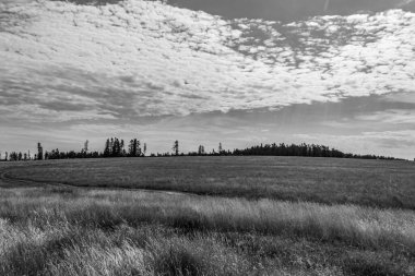 Buğday tarlası ve bulutlu gökyüzü olan güzel bir manzara.