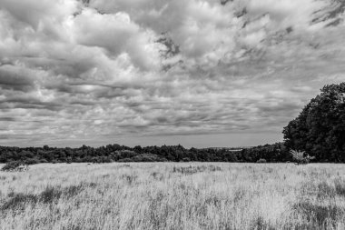 Tarlanın ortasında ağaçlar olan güzel bir manzara.