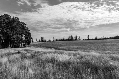 Çiçek tarlası ve mavi gökyüzü olan güzel bir manzara.