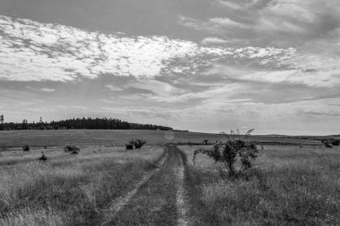 Ağaçlı ve ağaçlı güzel bir manzara.