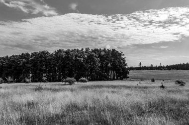Ormanın siyah ve beyaz manzarası