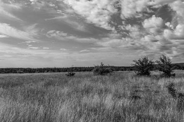 Ağaçlı ve bulutlu bir manzara.