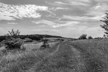 Ağaçlarla kaplı siyah beyaz bir arazi.