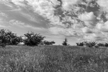 Bir ağaç tarlası ve beyaz bulutlu gökyüzünün gri tonlu görüntüsü.