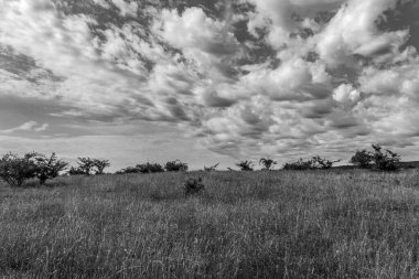 Dağlarda bir ağacı olan güzel bir manzara.