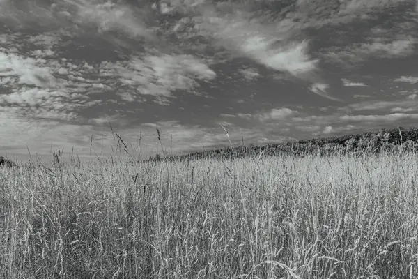 Güzel manzaranın siyah beyaz fotoğrafı.