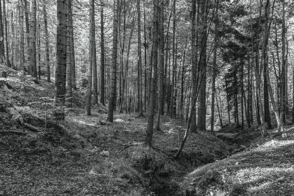 Arka planda ağaçlar olan ormanın güzel bir görüntüsü.