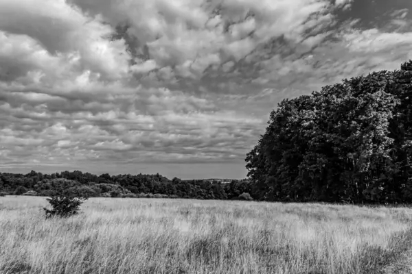 Bulutlu bir günde ağaçlarla çevrili boş bir tarlanın güzel bir görüntüsü.