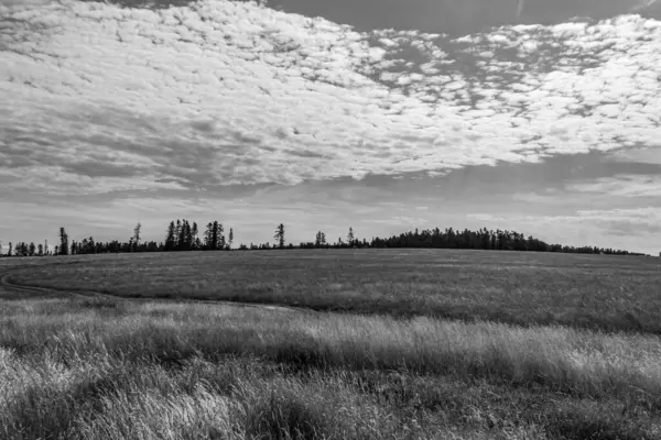 Buğday tarlası ve bulutlu gökyüzü olan güzel bir manzara.