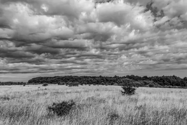 Ağaçlarla kaplı bulutlu bir gökyüzünün güzel bir görüntüsü.