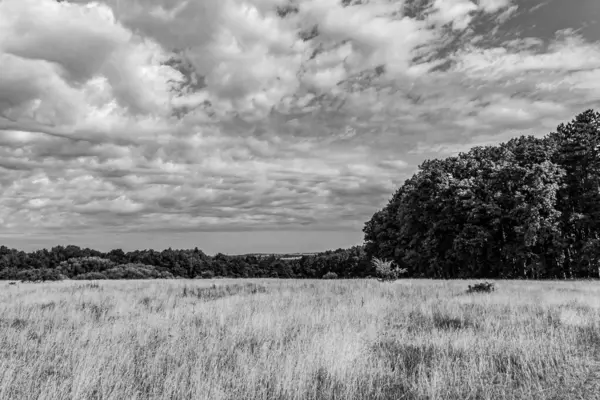 Arka planda ağaçlar olan güzel bir orman görüntüsü.