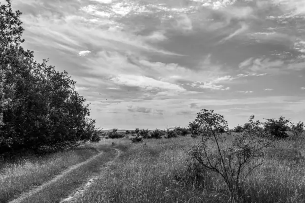 Ormanda bir ağacı olan güzel bir manzara.