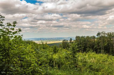 Yaz günü yeşil ormanın manzarası