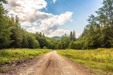 Ormanı yaz aylarında yol