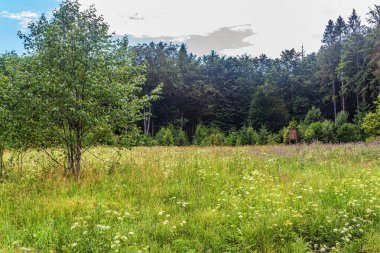 Ağaçlar ve otlarla dolu güzel bir yaz manzarası