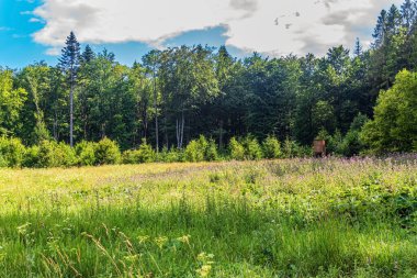 Güneşli bir günde yeşil orman