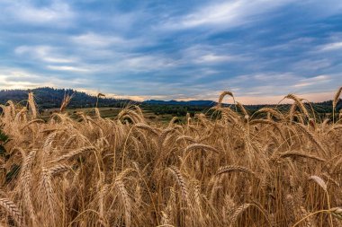 Yazın gün batımında altın buğday tarlaları