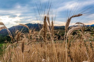 Kırsal manzaranın güzel manzarası
