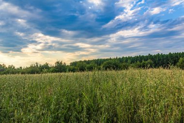 Kırsal alanda yaz manzarası, bir sürü çimen, ağaçlar ve gökyüzü