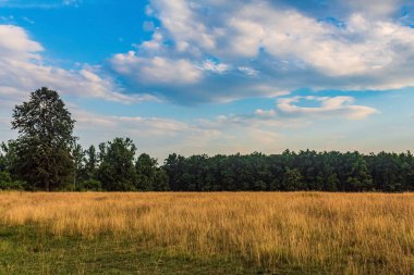Parkın manzarası ağaçların ve çimenlerin manzarası ön planda.