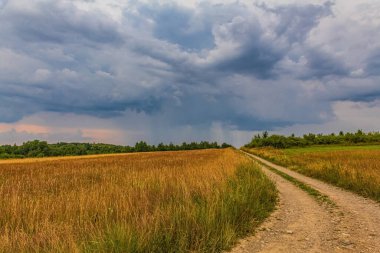 Bulutlu bir gökyüzü ile güzel bir yeşil tarla görüntüsü