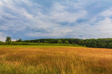 Yeşil çayırlı yaz çayırı