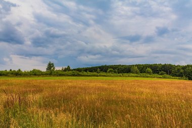 Arka planda orman olan yaz otlağı.
