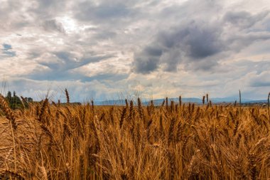 Altın tarla ve bulutlu mavi gökyüzü. Altın tarla ve mavi gökyüzü ile güzel doğa arka planı. Altın yaz manzarası.