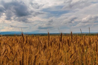 Mavi gökyüzünün altında beyaz bulutların olduğu güzel bir mısır tarlası görüntüsü.
