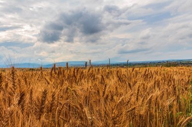 Bulutlu mavi gökyüzünün arka planında buğday tarlası.