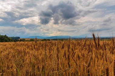 Buğdaylı güzel bir tarla. doğa arkaplanı