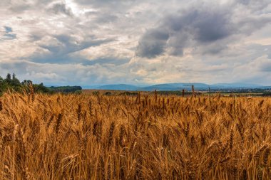 Yazın güzel bir gökyüzü olan buğday tarlası manzarası