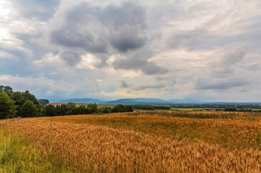 Buğday tarlasında bulutlu bir gün ile manzara.