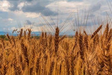 Mavi gökyüzü ve bulutlu arkaplanı olan altın alan