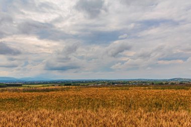 Buğday tarlası ve bulutlu gökyüzü olan güzel bir manzara.