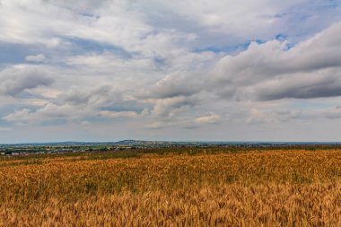 Gökyüzünün arka planında bir buğday tarlası