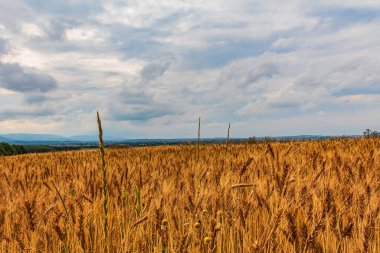 Dağlardaki altın buğday tarlası