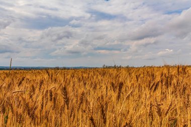 Güzel buğday tarlaları ve yazları bulutlu mavi gökyüzü. Yazın buğday manzarası